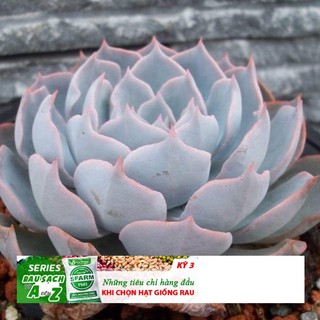 Hạt giống Sen đá ngọc bích