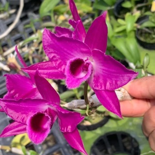 Hoa lan giả hạc, phi điệp đỏ DL1122