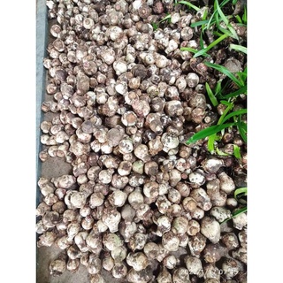 CỦ LAN HUỆ CAM DẠI - 1 Củ