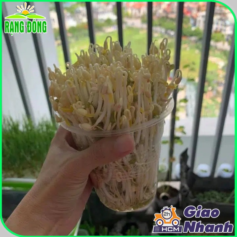 Hạt giống Rau Mầm Giá Đậu Xanh dễ trồng, nhanh thu hoạch (gói 50 gr) - Hạt giống Rạng Đông