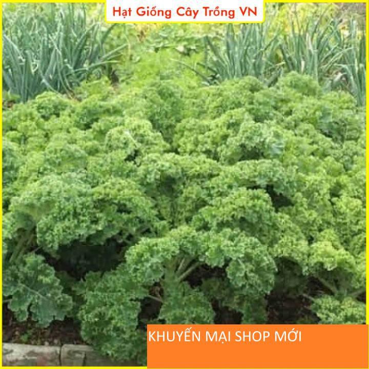 Hạt giống Cải Xoăn Kale Năng Suất Cao, Trồng Quanh Năm, Sinh Trưởng Mạnh - Gói 5 Gram khuyến mại shop mới