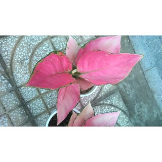 Cây Vạn Lộc Thái đỏ