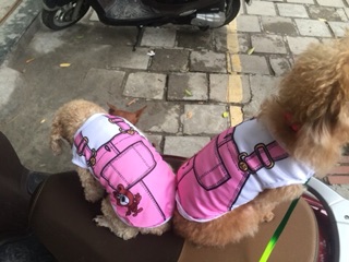 Áo thun gile hồng cho chó mèo