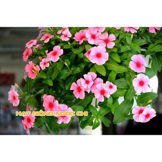 Hạt Giống Hoa Dừa Cạn - 100 Hạt