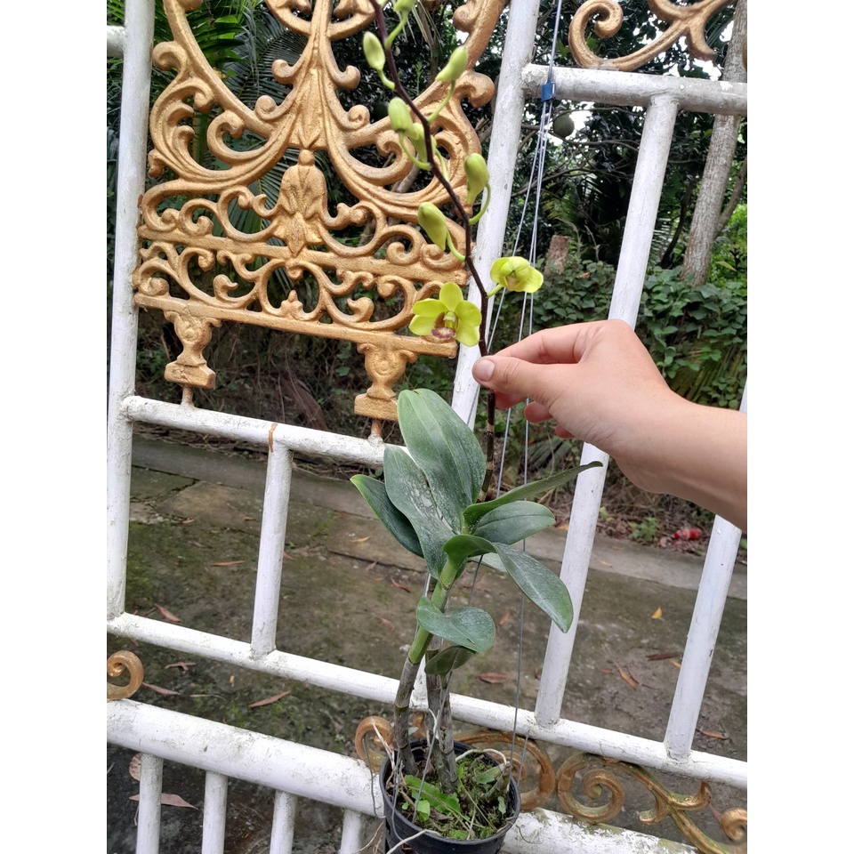 Hoa Lan Dendro Màu Xanh Lưỡi Tím, chậu cây trưởng thành, nhiều thân, cây to khỏe