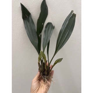 Phong Lan tục đoạn đuôi Phượng