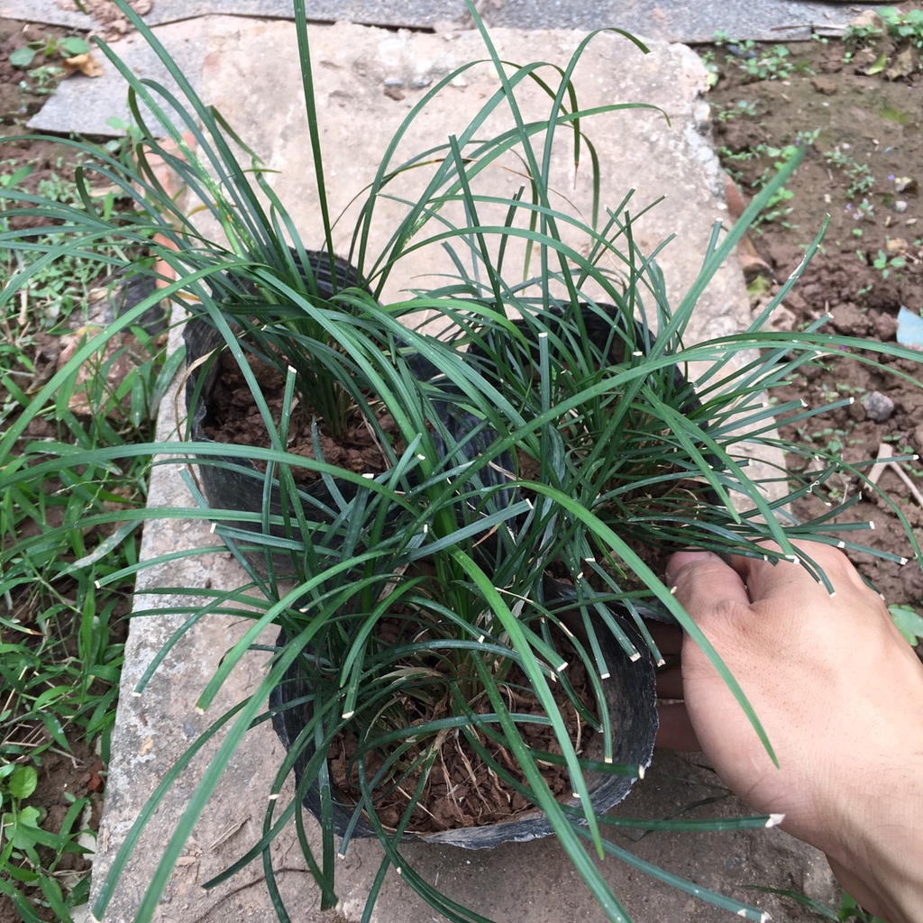 Cây CỎ Tóc Tiên Bụi Nhỏ Trồng Sẵn,Dễ Chăm Thích Hợp Làm Đường Riềm Sân Vườn