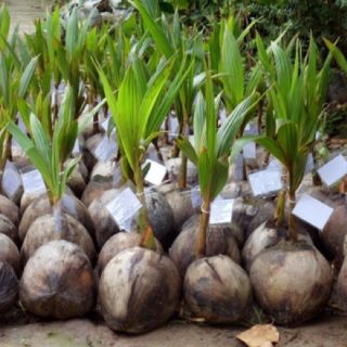Cây giống dừa sáp