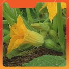 HẠT GIỐNG BÍ SIÊU NỤ GÓI 10 GRAM