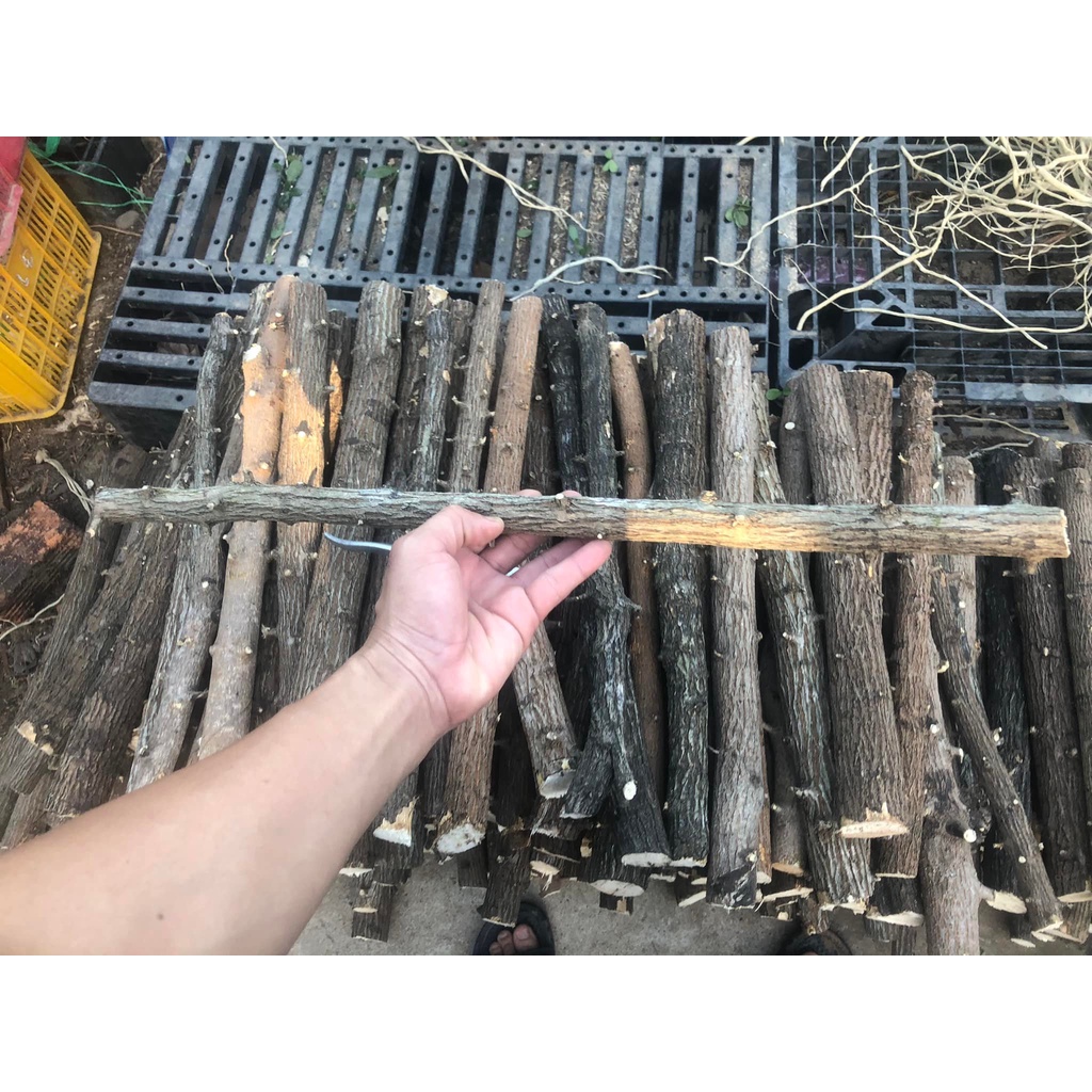 LŨA THẠCH SÙNG CÓ VÕ - CHUYÊN SET UP LAYOUT RỪNG BỂ THỦY SINH 1KG - LŨA THẴNG ĐẸP