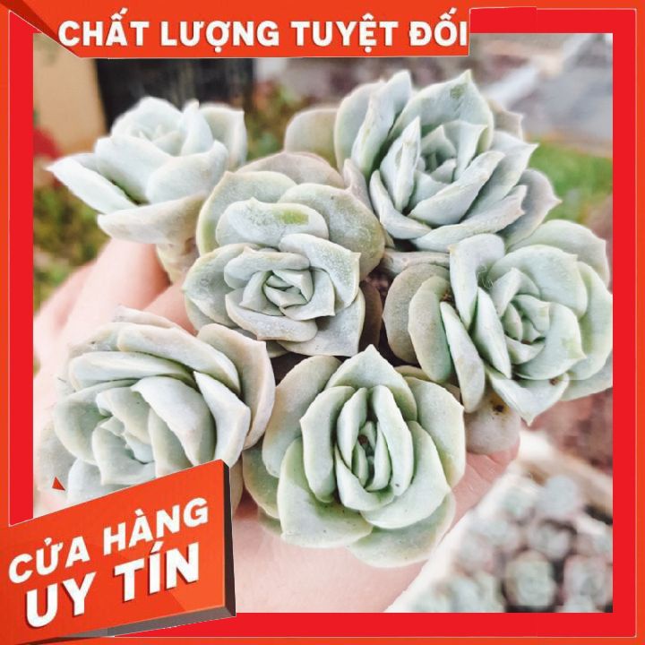 Sen đá hồng hà lan size vỉ mini ❌ FREE SHIP ❌  Xuất xứ Đà Lạt, đã thuần khí hậu