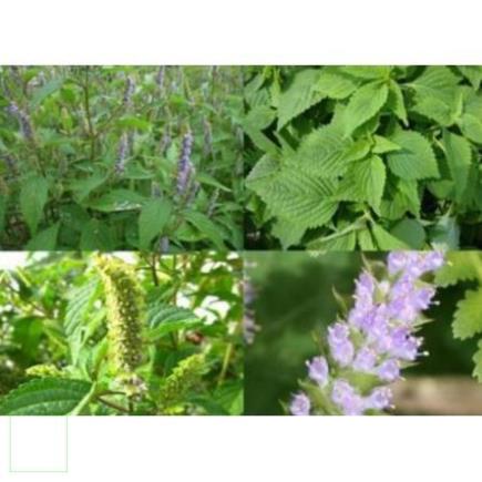 1kg Cây Kinh giới khô hàng loại 1 thơm ngon