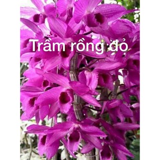 Lan trầm rồng đỏ giống ( Den Nestor)