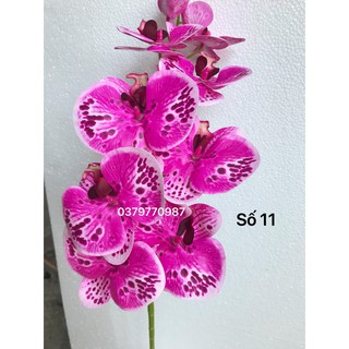 Lan hồ điệp tím đốm đen 9 bông