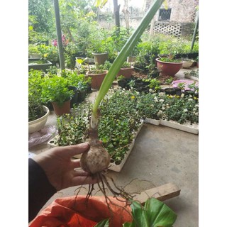 Củ hoa huệ tây đỏ ( lan huệ )