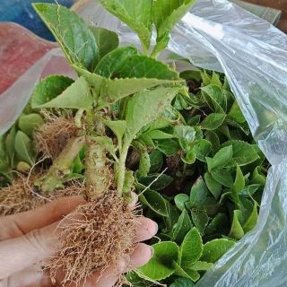 cây Cẩm tú cầu ảnh thật