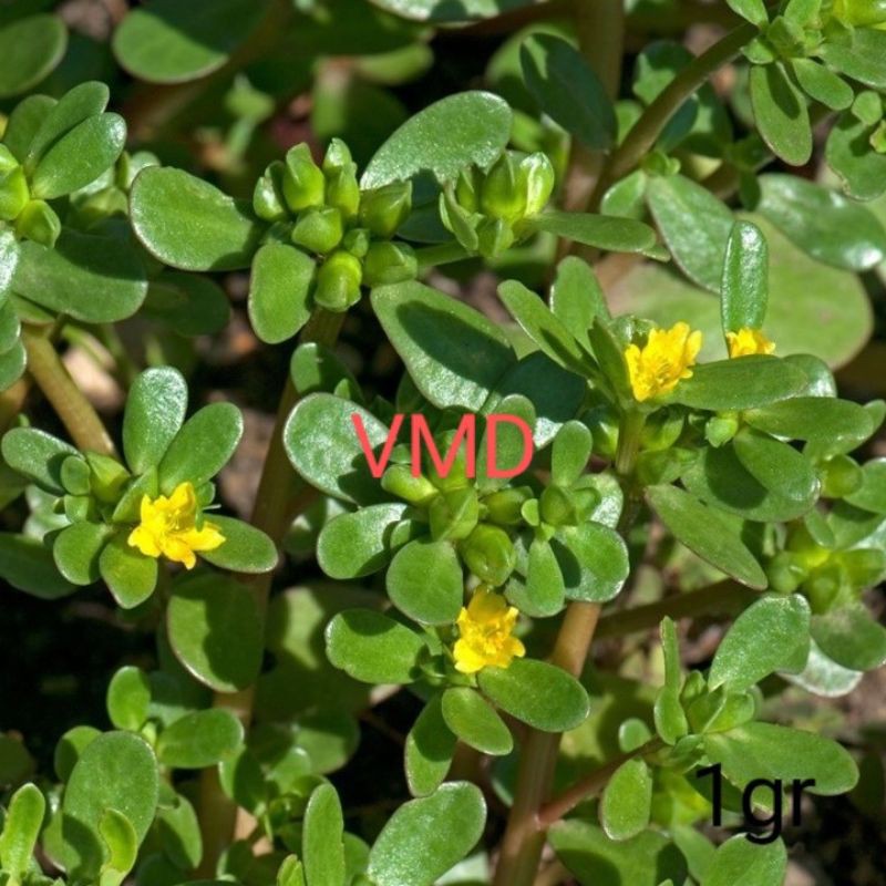 Hạt giống Rau Sam