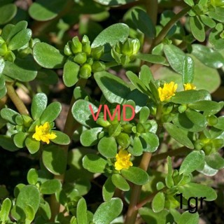 Hạt giống Rau Sam