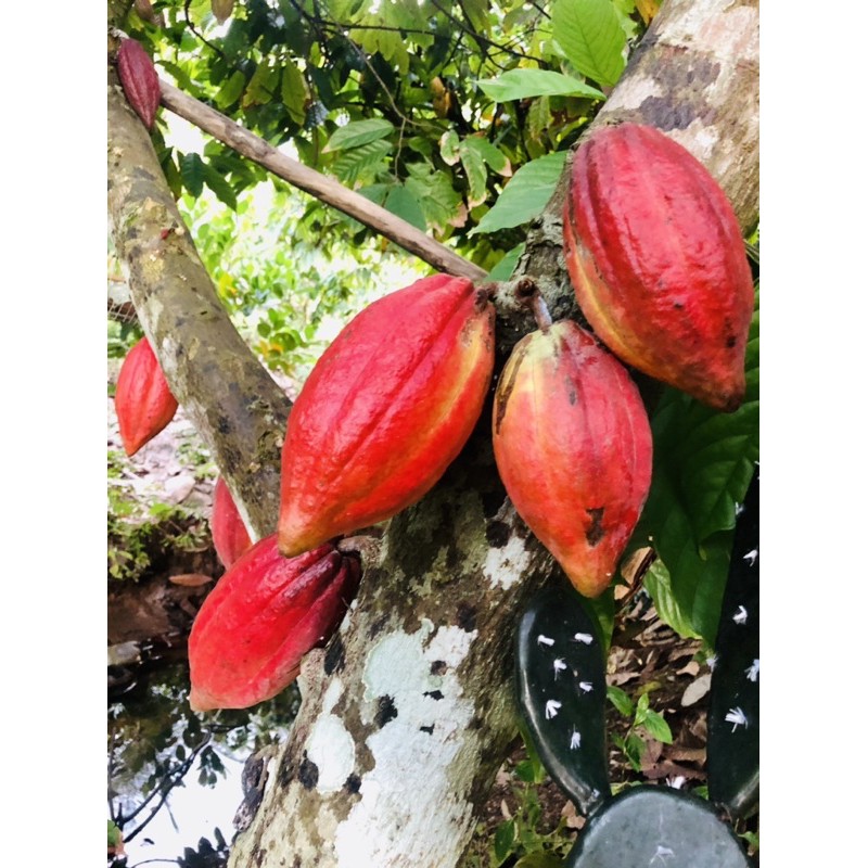 1 ký cacao tươi