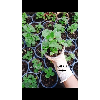 Đất trồng sen đá (phòng rệp sáp đất và thối nhũn) túi 1kg