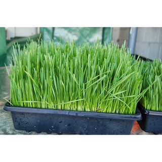 100g HẠT GIỐNG CỎ LÚA MÌ (LÚA MẠCH)