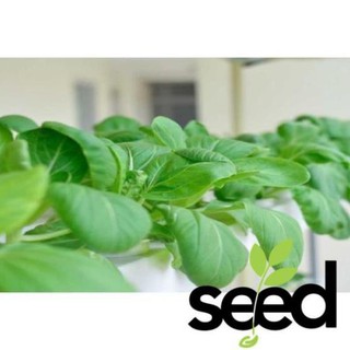 20 Gram - Hạt Giống Cải Thìa Thượng Hải