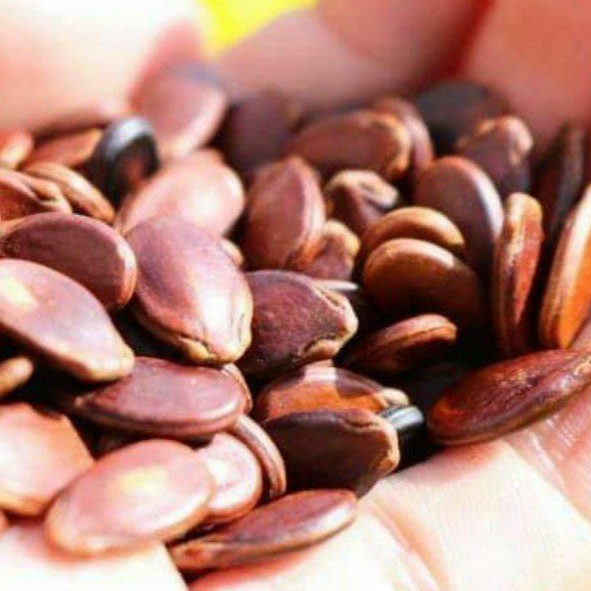HẠT DƯA NHỎ KHÔNG MÀU LOẠI NGON