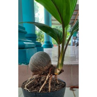 Cây Dừa kiểng bonsai