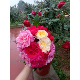 Nước hoa hồng dưỡng da