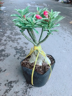 Cây Hoa Sứ Thái Kép