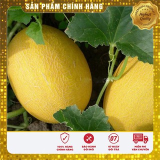 Hạt Giống Dưa Lưới Vàng(10 hạt)
