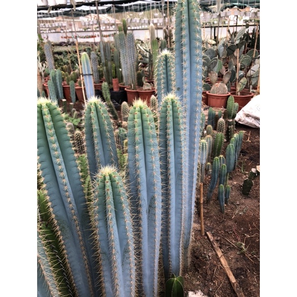 Cây xương rồng trụ Pilosocereus pachycladus size 40_50cm