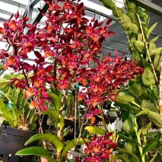 Lan denro nắng quán long cây đứng ngọn sắp hoa