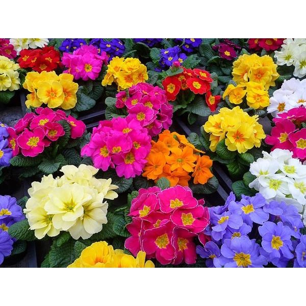 20H - HẠT GIỐNG HOA NGỌC THẢO KÉP MIX  - Tặng kèm hạt hướng dương lùn + thuốc kích mầm rễ