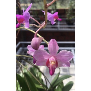 Lan hồ điệp rừng