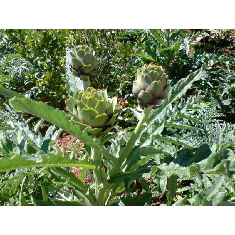 hạt giống ATISO bông xanh - gói 2gram