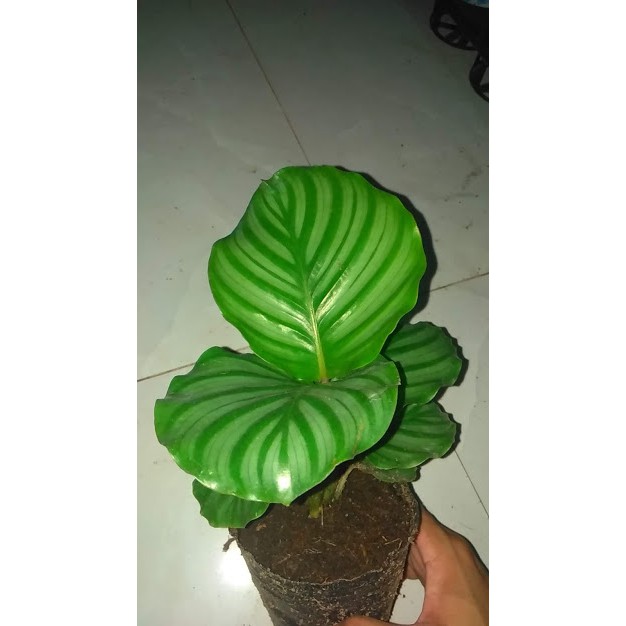 Cây đuôi công táo tuyệt đẹp - Calathea Orbifolia