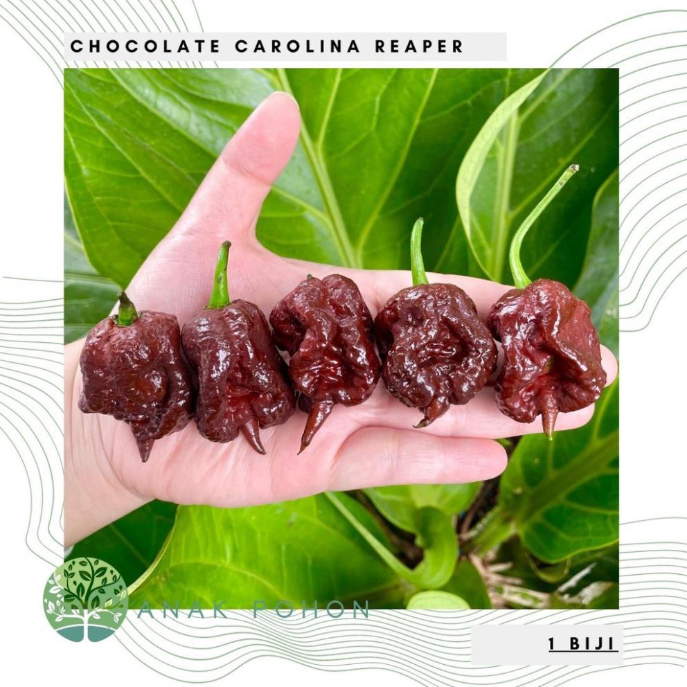 Hạt giống - Ớt sô cô la Carolina Reaper sô cô la hạt tiêu 15h
