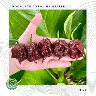 Hạt giống - Ớt sô cô la Carolina Reaper sô cô la hạt tiêu 15h