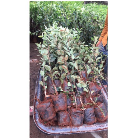 Cây giống táo đỏ, táo tây, cây bôm - Pomme-UtNho