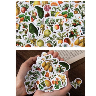 HỘP STICKER FRUIT FLAVOR