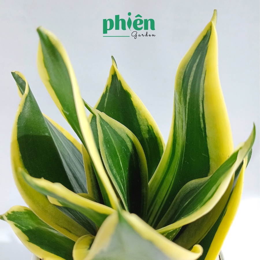 Cây Lưỡi Hổ Thái mini để bàn kèm Chậu gốm tráng men