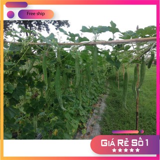 HẠT GIỐNG LẶC LÀY ( MƯỚP NHẬT BẢN ) LUCKY.VN