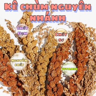 Chùm hạt kê nguyên nhánh - thức ăn dinh dưỡng cho vẹt, hamster, sóc
