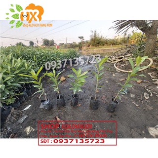 cây vối giống-combo 5 cây