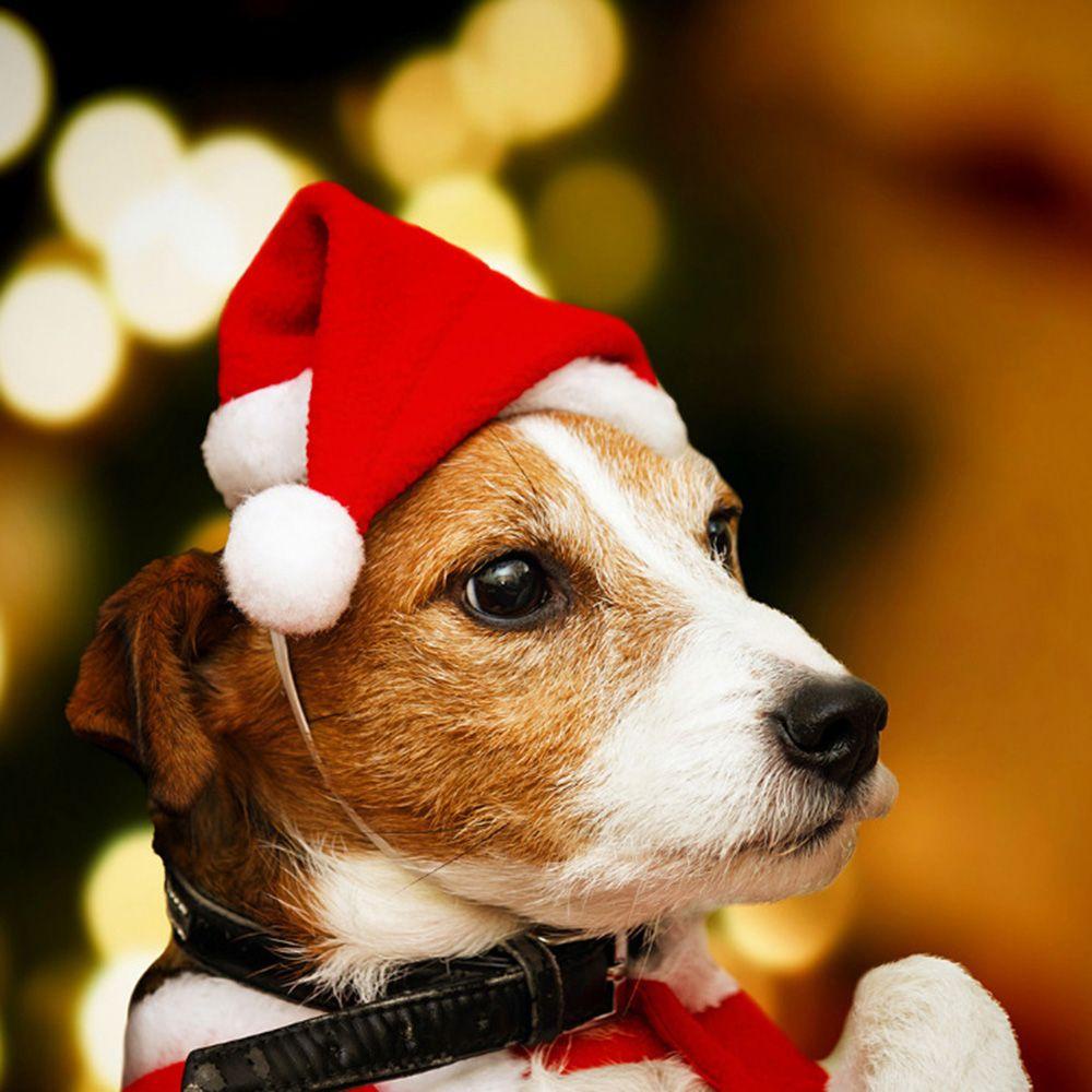 Mũ Ông Già Noel Dễ Thương Cho Thú Cưng