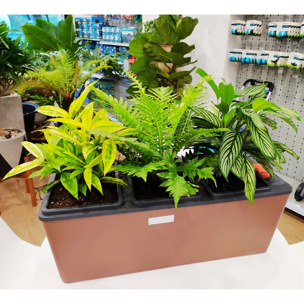 Chậu tự tưới 3 ngăn cao cấp Tramontina - ban công xanh