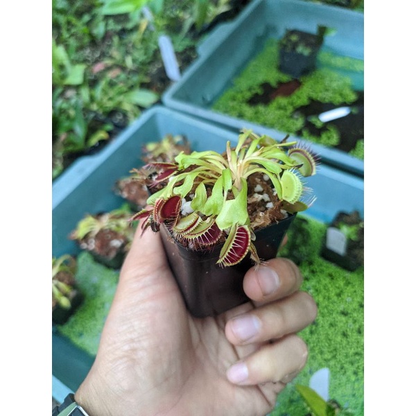 cây cảnh cây g16