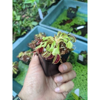 Cây cảnh cây g16
