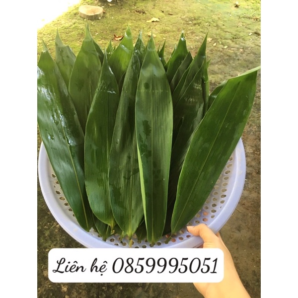 Lá tre tươi gói bánh 60 lá to